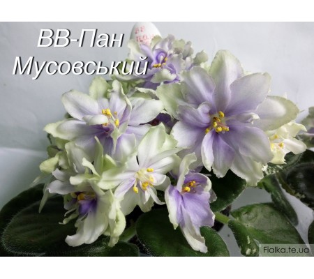 ВВ-Пан Мусовский 25